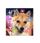 豆柴はな子3（個別スタンプ：17）