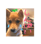 豆柴はな子3（個別スタンプ：20）
