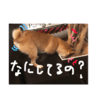 豆柴はな子3（個別スタンプ：21）