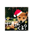 豆柴はな子3（個別スタンプ：22）
