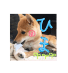 豆柴はな子3（個別スタンプ：24）