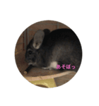 チンチラ   可愛い（個別スタンプ：2）