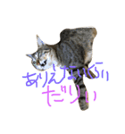 すずちゃそ（個別スタンプ：1）