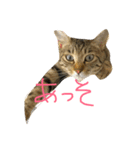 すずちゃそ（個別スタンプ：2）