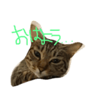 すずちゃそ（個別スタンプ：11）