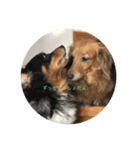愛犬シリーズ♡（個別スタンプ：2）