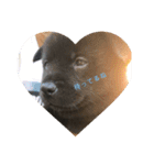 愛犬シリーズ♡（個別スタンプ：3）