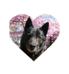 愛犬シリーズ♡（個別スタンプ：5）