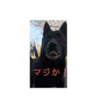 愛犬シリーズ♡（個別スタンプ：6）