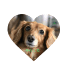 愛犬シリーズ♡（個別スタンプ：7）