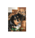 愛犬シリーズ♡（個別スタンプ：9）