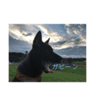 愛犬シリーズ♡（個別スタンプ：10）