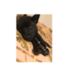 愛犬シリーズ♡（個別スタンプ：11）