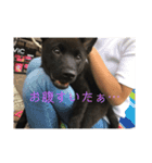 愛犬シリーズ♡（個別スタンプ：12）