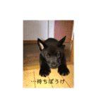 愛犬シリーズ♡（個別スタンプ：13）
