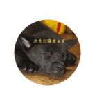 愛犬シリーズ♡（個別スタンプ：14）