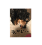 愛犬シリーズ♡（個別スタンプ：15）
