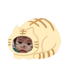 藤井家の蒼くん（個別スタンプ：5）