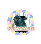 コリすけ＆リラまる（個別スタンプ：5）