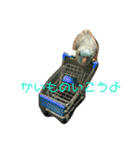 コリすけ＆リラまる（個別スタンプ：11）