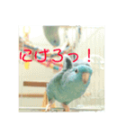 コリすけ＆リラまる（個別スタンプ：15）