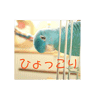 コリすけ＆リラまる（個別スタンプ：30）