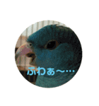 コリすけ＆リラまる（個別スタンプ：35）