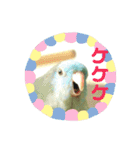 コリすけ＆リラまる（個別スタンプ：38）