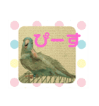 コリすけ＆リラまる（個別スタンプ：39）