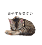 みぃちゃん子猫スタンプ（個別スタンプ：3）