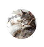 みぃちゃん子猫スタンプ（個別スタンプ：5）