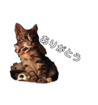 みぃちゃん子猫スタンプ（個別スタンプ：8）