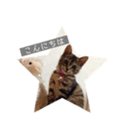 みぃちゃん子猫スタンプ（個別スタンプ：10）