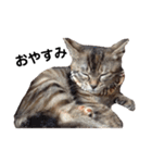 みぃちゃん子猫スタンプ（個別スタンプ：11）