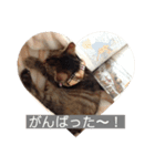 みぃちゃん子猫スタンプ（個別スタンプ：12）