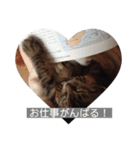 みぃちゃん子猫スタンプ（個別スタンプ：13）