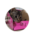 みぃちゃん子猫スタンプ（個別スタンプ：16）