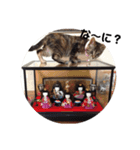 みぃちゃん子猫スタンプ（個別スタンプ：20）
