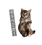 みぃちゃん子猫スタンプ（個別スタンプ：21）