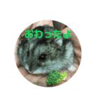 ハムスターのまろちゃん3（個別スタンプ：3）