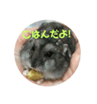ハムスターのまろちゃん3（個別スタンプ：4）