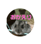 ハムスターのまろちゃん3（個別スタンプ：7）