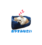 りんぴち（個別スタンプ：2）