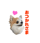 りんぴち（個別スタンプ：4）