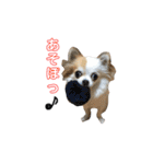 りんぴち（個別スタンプ：7）