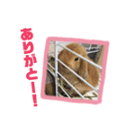 ゆかいなペットたち！（個別スタンプ：6）