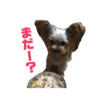 ゆかいなペットたち！（個別スタンプ：9）