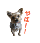 ゆかいなペットたち！（個別スタンプ：12）