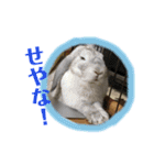 ゆかいなペットたち！（個別スタンプ：14）