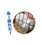 ゆかいなペットたち！（個別スタンプ：24）